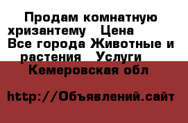 Продам комнатную хризантему › Цена ­ 250 - Все города Животные и растения » Услуги   . Кемеровская обл.